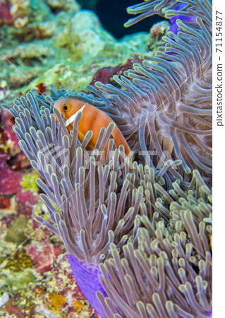 Blackfinned Anemonefish, Coral Reef, South Ari Atoll, Maldives Blackfinned Anemonefish, Coral Reef, South Ari Atoll, Maldives 71154877
