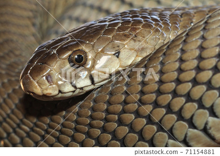 Mozambique Spitting Cobra, Botswana, Africa Mozambique Spitting Cobra, Botswana, Africa 71154881