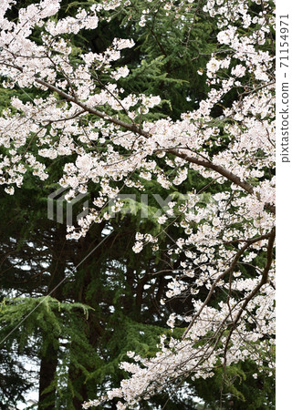 櫻花盛開的染美吉野櫻花 71154971