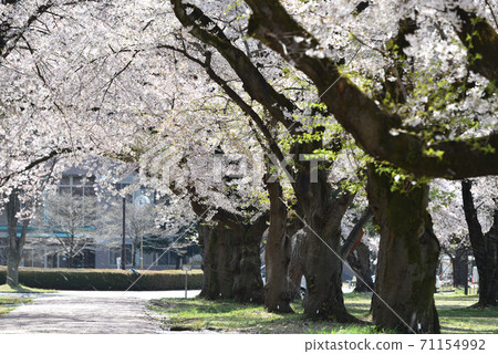 櫻花盛開的染美吉野櫻花 71154992