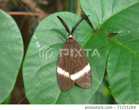 Firefly firefly Firefly firefly 71155269