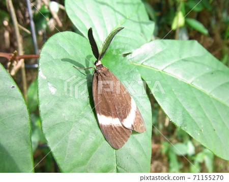 Firefly firefly Firefly firefly 71155270