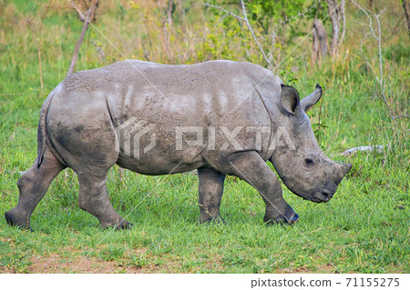 White Rhinoceros, Kruger National Park, South Africa White Rhinoceros, Kruger National Park, South Africa 71155275