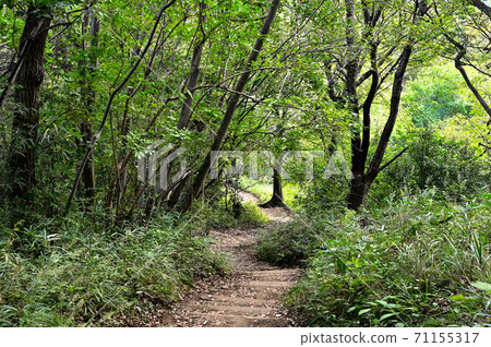 Forest view_mountain trail 71155317