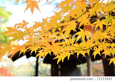 Little Kyoto in Kyushu Akizuki's black gate and autumn leaves 71155697