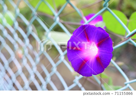Morning glory _ close-up 71155866