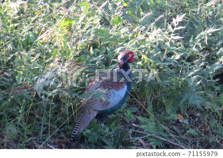 Kiji Kiji雉 Kiji Kiji雉 71155979