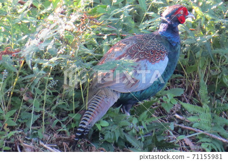 Pheasant Kiji 雉 71155981
