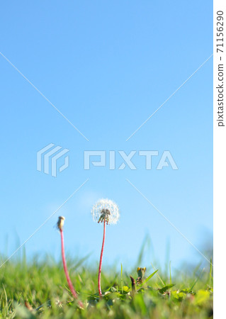 White fluff blooming in the meadow under the blue sky White fluff dandelion (vertical photo) White fluff blooming in the meadow under the blue sky White fluff dandelion (vertical photo) 71156290