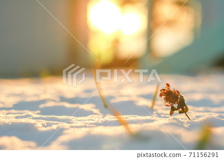 夕陽下的雪地上的野草 夕陽下的雪地上的野草 71156291