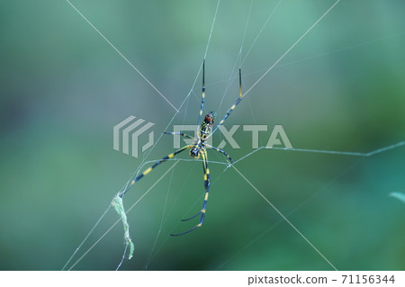 spider spider 71156344