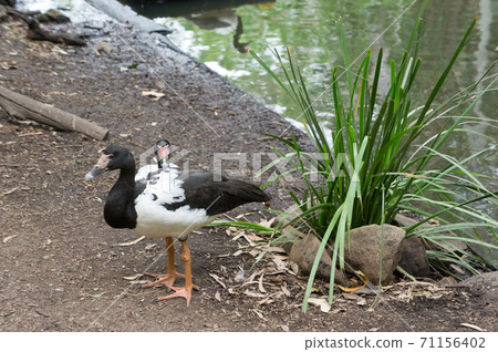 水鳥在池塘邊散步 水鳥在池塘邊散步 71156402