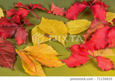 Autumn Autumn 71156620