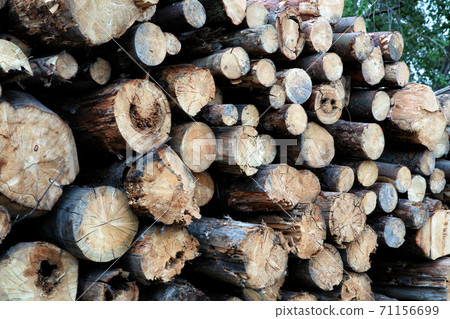wall of sawn old birch logs background sawmill 71156699