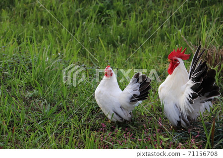 Chicken chicken bantam dwarf chicken 71156708