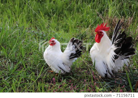 Chicken chicken bantam dwarf chicken 71156711