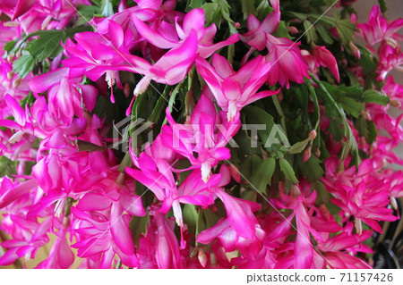 Schlumbergera-Pink Ebisu Leaf Sennin Palm- Schlumbergera-Pink Ebisu Leaf Sennin Palm- 71157426