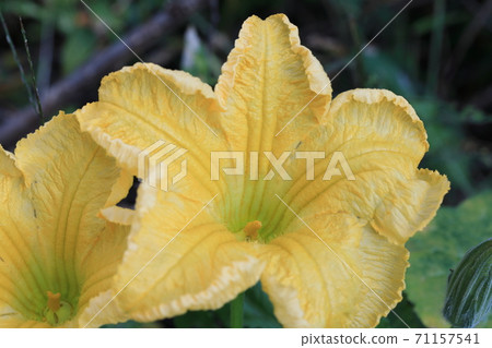 可以看到黃色南瓜花的風景 71157541