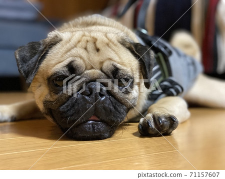 Sleepy dog 71157607