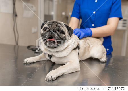 Young professional female veterinarian doctor hold pug dog before exam in veterinary clinic 71157672