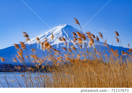 Mt. Fuji in winter at Oishi Park, Fujikawaguchiko Town, Yamanashi Prefecture 71157673