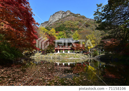 Autumn scenery of Baekyangsa Ssanggyeru, Jangseong-gun, Jeollanam-do, Korea 71158106