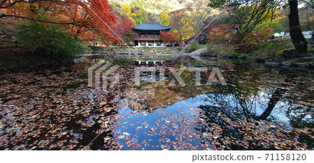 Autumn scenery of Baekyangsa Ssanggyeru, Jangseong-gun, Jeollanam-do, Korea 71158120