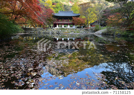 Autumn scenery of Baekyangsa Ssanggyeru, Jangseong-gun, Jeollanam-do, Korea 71158125