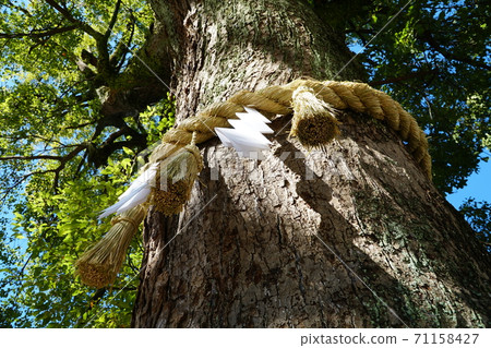 神木的繩子 71158427