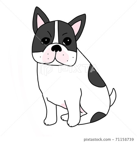 French bulldog with black and white pattern 71158739