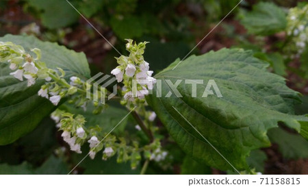 Perilla lilac flowers 71158815