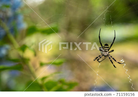 Spider web and spider 71159156