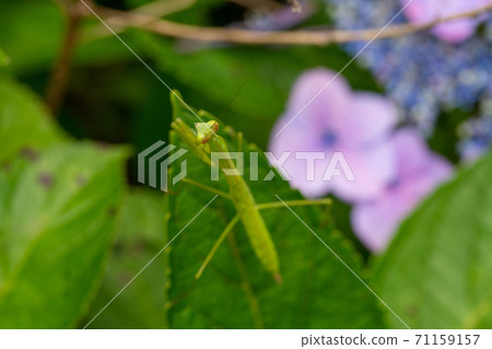 Mantis kid's child 71159157