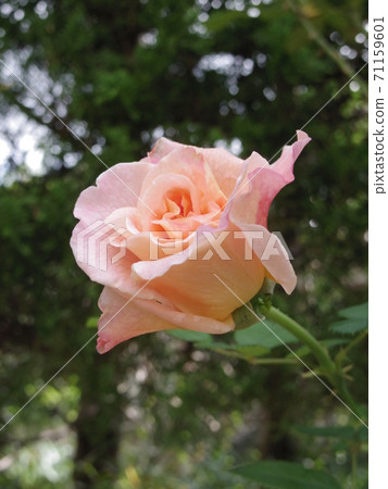 奧古斯塔·路易絲(Rose) 奧古斯塔·路易絲(Rose) 71159601