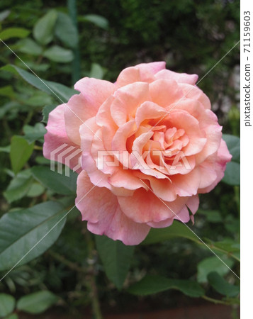 奧古斯塔·路易絲(Rose) 奧古斯塔·路易絲(Rose) 71159603