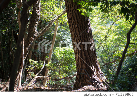 Trail Trail 71159965
