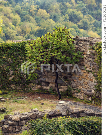 Beautiful landscape with Rhus typhina and stone walls in autumn 71160153