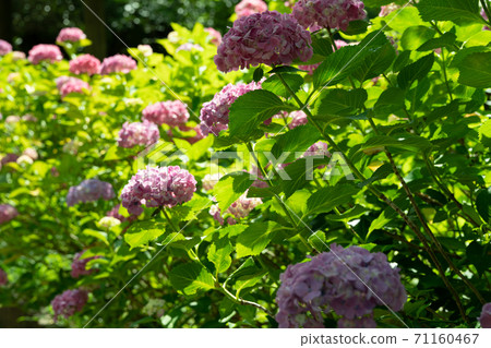 背包泡菜 背包泡菜 71160467