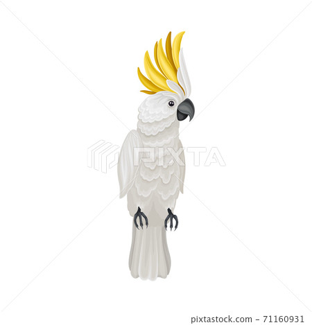 Cockatoo Parrot with Bright Feathers as Warm-blooded Vertebrates or Aves Vector Illustration 71160931