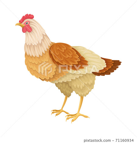 Hen as Warm-blooded Vertebrates or Aves Vector Illustration Hen as Warm-blooded Vertebrates or Aves Vector Illustration 71160934