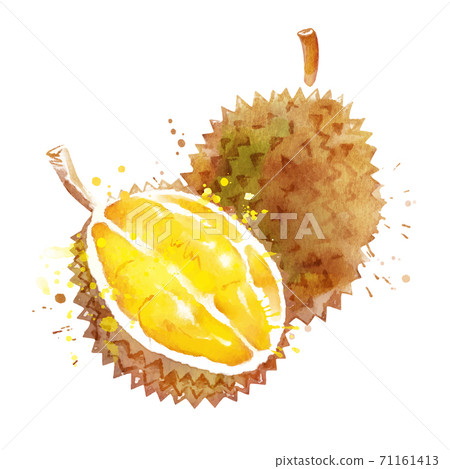 Watercolor vector illustration of durian - Stock Illustration [71161413 ...