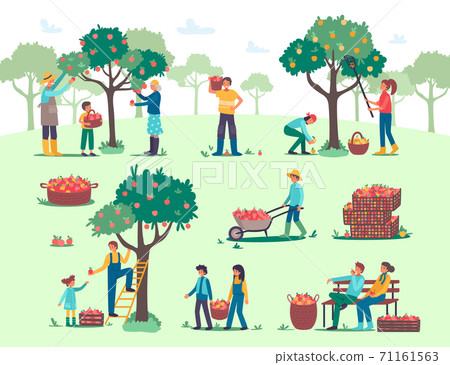 People harvesting, picking apples in farm garden vector illustration, cartoon flat farmer worker characters harvest fall fruits People harvesting, picking apples in farm garden vector illustration, cartoon flat farmer worker characters harvest fall fruits 71161563