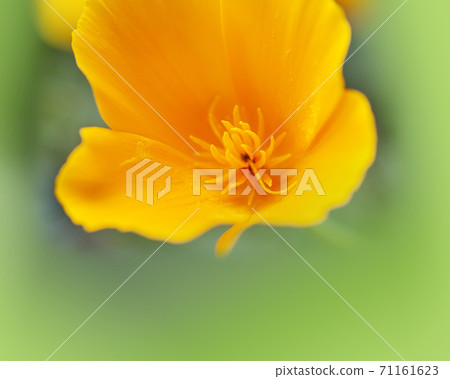 罌粟花朵的光芒 71161623