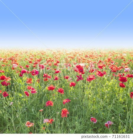 罌粟花朵的光芒 71161631