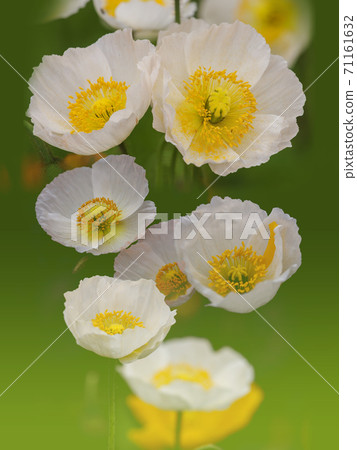 罌粟花朵的光芒 71161632