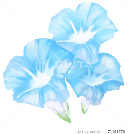 Blue morning glory 71161770