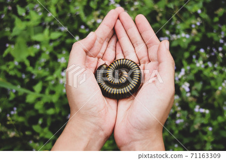 Hands holding an Asian Giant Millipede showing concept of kindness and environmental and wildlife conservation Hands holding an Asian Giant Millipede showing concept of kindness and environmental and wildlife conservation 71163309