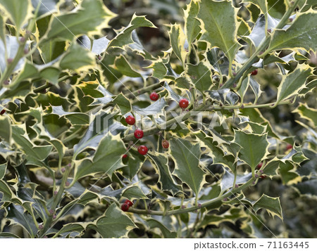 Butcher's broom with red fruit mistletoe christmas Butcher's broom with red fruit mistletoe christmas 71163445
