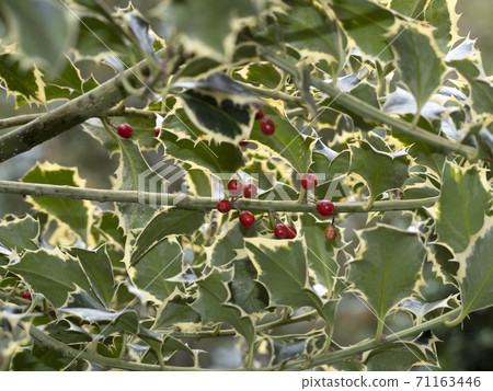 Butcher's broom with red fruit mistletoe christmas 71163446