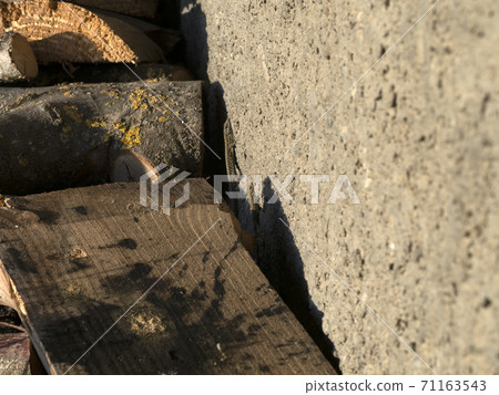 young lizard close up macro 71163543